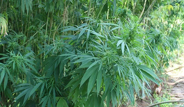 Experts acknowledge challenges in the hemp industry