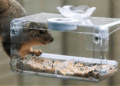 How to Keep Squirrels Off Bird Feeders (2025)