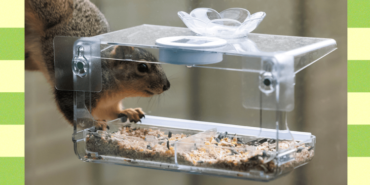 How to Keep Squirrels Off Bird Feeders (2025)