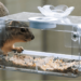 How to Keep Squirrels Off Bird Feeders (2025)