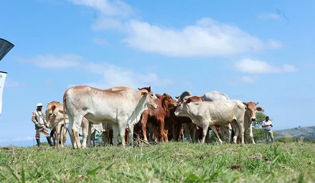 Imvaba Cooperative fund strengthens rural livelihoods