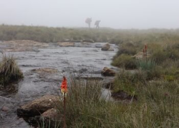 In Photos: The Spectacular But Contested Drakensberg Source of Johannesburg’s Water
