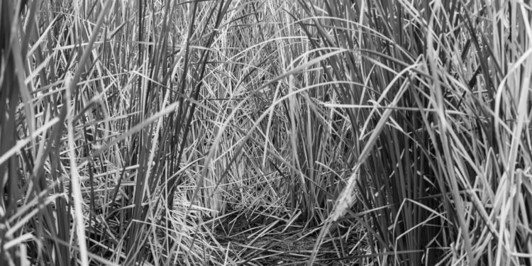 Inventing habitats – High Country News