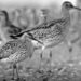 Migratory bird conservation concern as Slender-billed Curlew officially declared extinct – EnviroNews