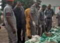 NESREA destroys 700 sacks of donkey parts handed over by Customs – EnviroNews