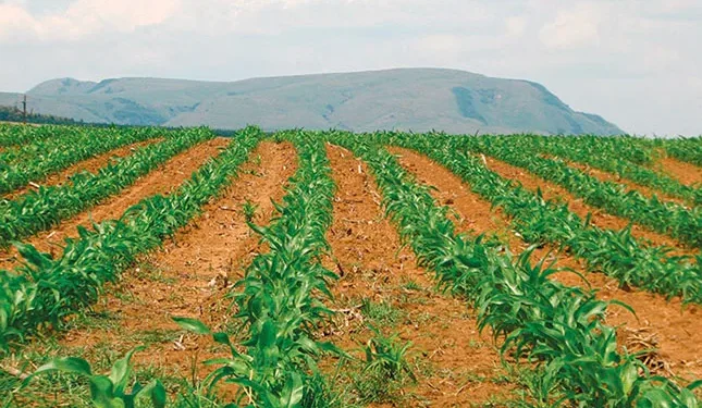 North West, Free State seed crime syndicates at it again