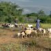 Pastoralism: Inside Africa’s Hidden Powerhouse