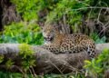Range states agree on first Regional Action Plan for jaguar conservation – EnviroNews