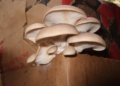 Re-Industrialising Communities Through Mushrooms – Infrastructure news