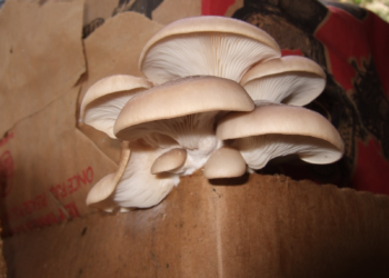 Re-Industrialising Communities Through Mushrooms – Infrastructure news