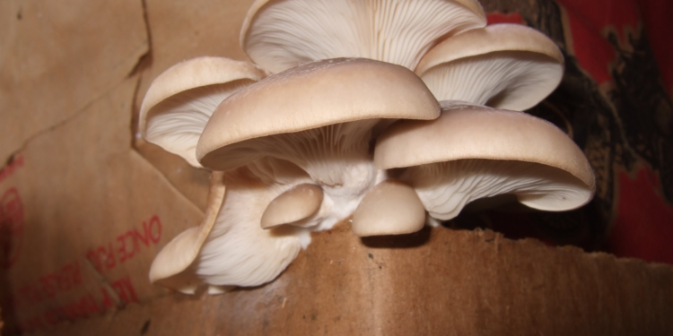 Re-Industrialising Communities Through Mushrooms – Infrastructure news