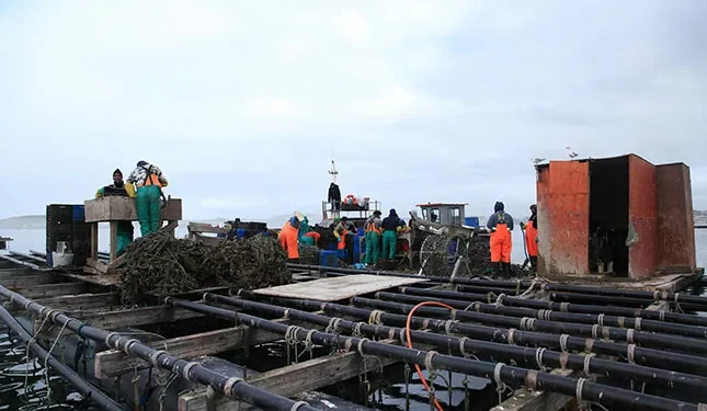 Retailers drive sustainable seafood choices as consumption rises