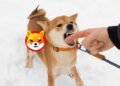 Shiba Inu Price Prediction For Today, Tomorrow And The Next 2 Weeks