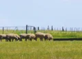 Stellenbosch University confirms student suffocated sheep