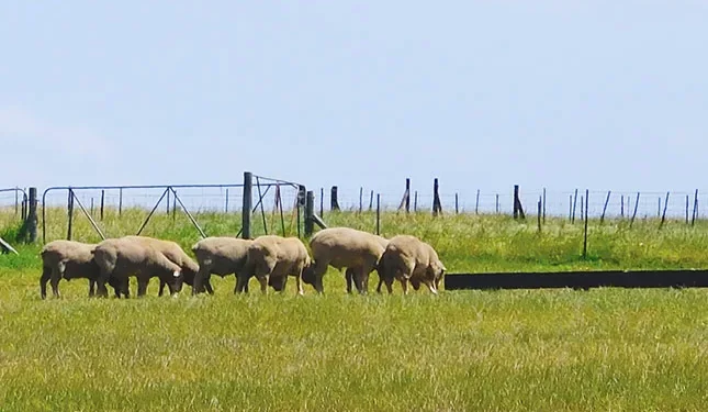 Stellenbosch University confirms student suffocated sheep