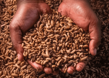 The Role Of Insects In Waste Management