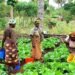 Women farmers seek safer access to farmland – EnviroNews