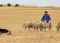 Young working dog takes National Sheepdog Championship title