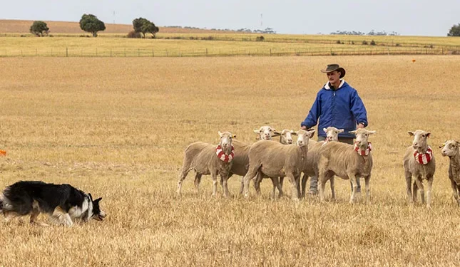 Young working dog takes National Sheepdog Championship title