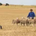 Young working dog takes National Sheepdog Championship title