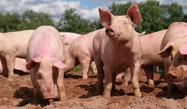 genetics shaping a more resilient herd