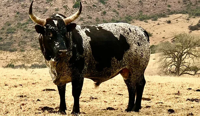 the legacy of the land