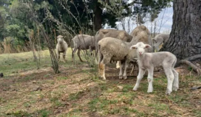 vaccinate livestock against bluetongue in time