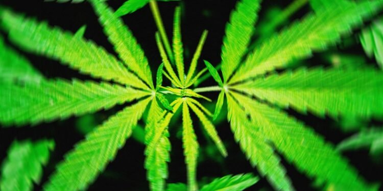 A Proposed Federal THC Ban Would ‘Wipe Out’ Hemp Products That Get People High