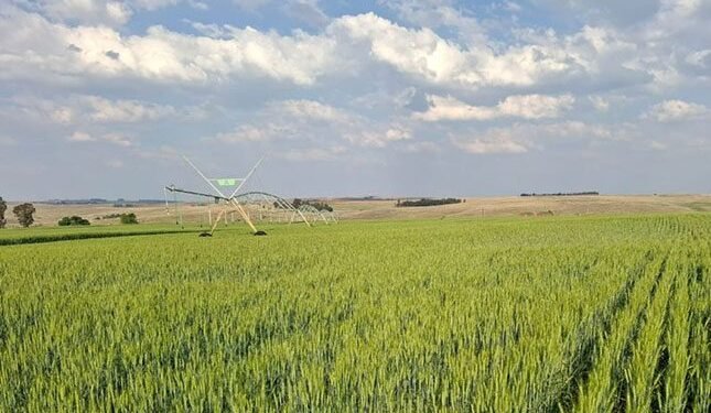 Artificial intelligence in practice in Kenya