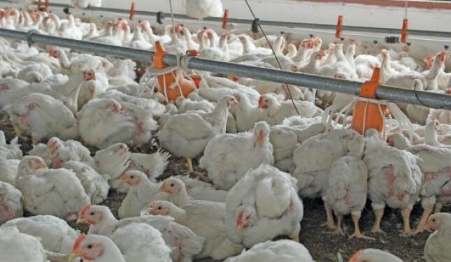 Astral Foods reports double-digit growth after challenging first half