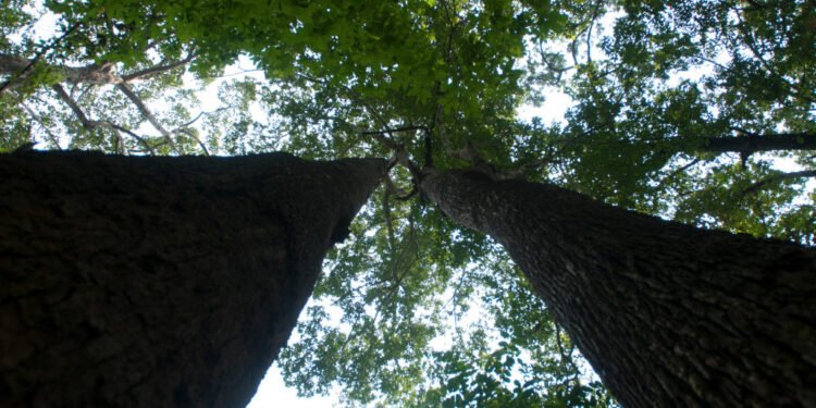 COP30: African group rejects $125bn Tropical Forest Forever Facility – EnviroNews