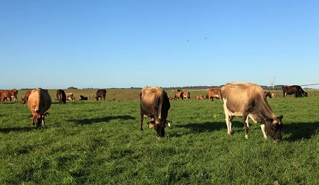 Dairy industry eyes rollout of DIVA-type FMD vaccine in 2026