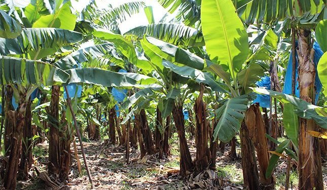 Foreign influence threatens South Africa’s banana industry