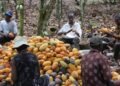 Ghana secures major trade win as U.S. reverses 15% tariffs on cocoa, other agricultural goods