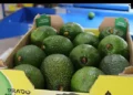 Global demand for avocados shifts SA’s fruit export game