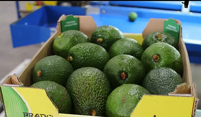 Global demand for avocados shifts SA’s fruit export game