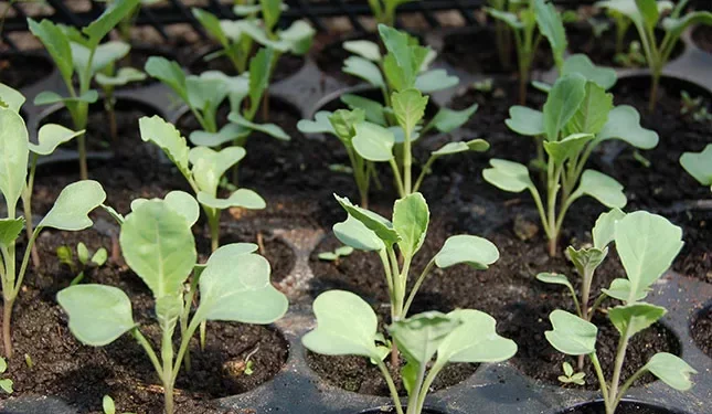 Grow your own cabbage seedlings