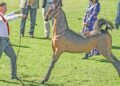 How the SA Saddlebred has built a global reputation