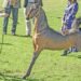 How the SA Saddlebred has built a global reputation