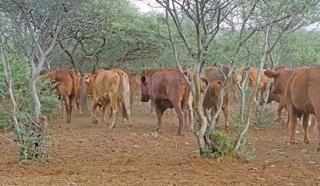 Industry, government warn against use of illegal FMD vaccines