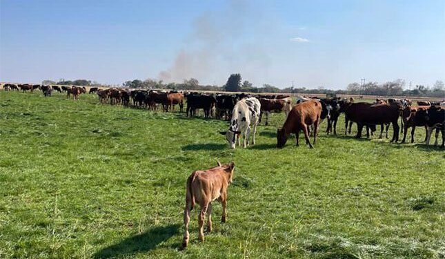 Joint ventures to reactivate underutilised farms in Zimbabwe