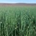 Karoo seed onions perform well on the global market