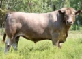 Meet South Africa’s only herd of iconic Murray Grey beef cattle
