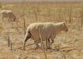 Northern Cape farmers warned on biosecurity as Rift Valley fever hits