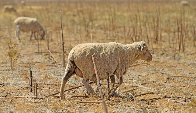 Northern Cape farmers warned on biosecurity as Rift Valley fever hits