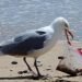 Research identifies lethal dose of plastics for seabirds, sea turtles, marine mammals – EnviroNews