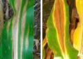 SA boosts fight against Goss’s wilt ahead of 2025/26 maize season