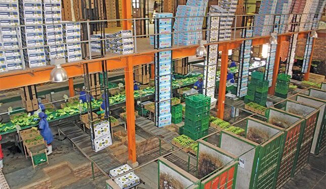 Smart management to revive old banana plantations