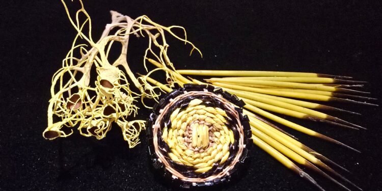 The West’s vanishing porcupines – High Country News