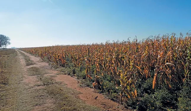 Thirteen arrested after Free State farm attack